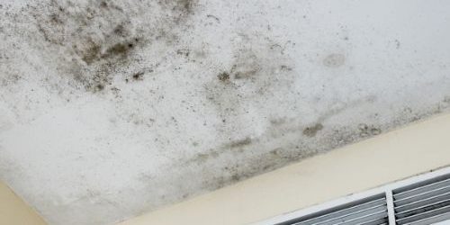 Mold Inspection Mold Testing in St. Petersburg