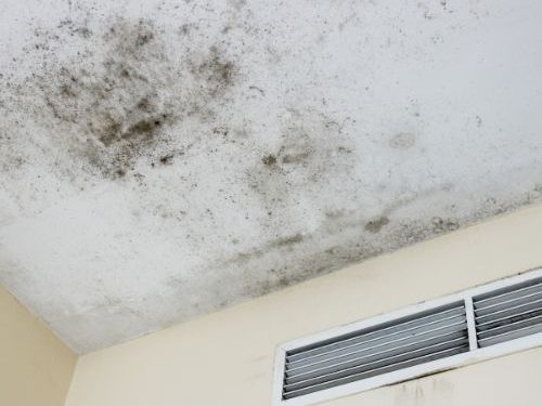 Mold Inspection Mold Testing in St. Petersburg