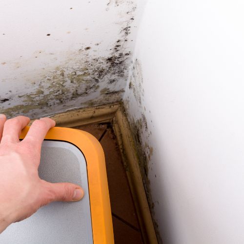 Mold Inspection in St. Petersburg