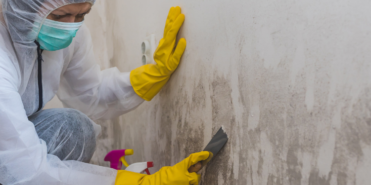 Tampa Bay Mold Testing Tampa Bay Mold Testing