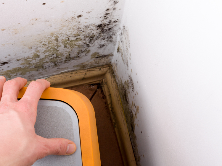 Tampa Bay Mold Testing Tampa Bay Mold Testing