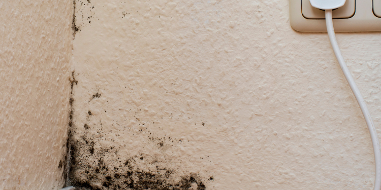 Tampa Bay Mold Testing Tampa Bay Mold Testing