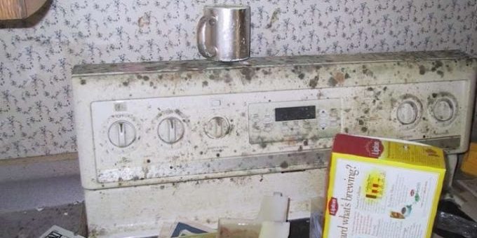 Tampa Bay Mold Testing Tampa Bay Mold Testing