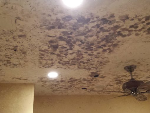 Tampa Bay Mold Testing Tampa Bay Mold Testing