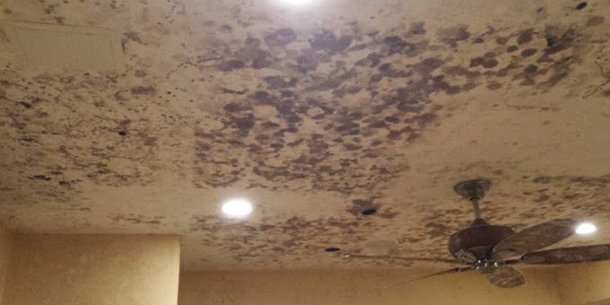 Tampa Bay Mold Testing Tampa Bay Mold Testing