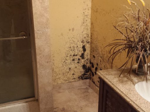 Tampa Bay Mold Testing Tampa Bay Mold Testing