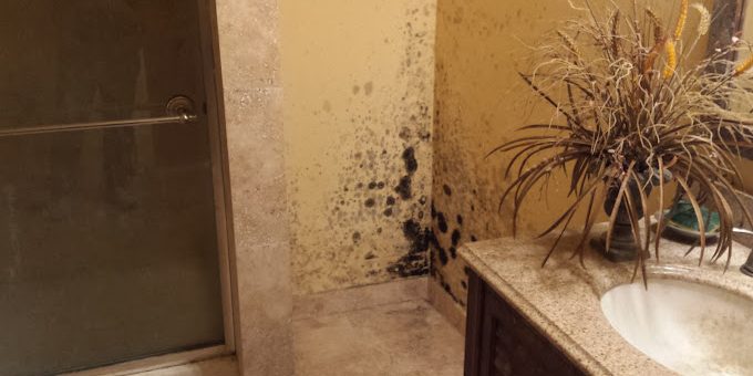 Tampa Bay Mold Testing Tampa Bay Mold Testing