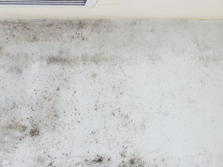 Tampa Bay Mold Testing Tampa Bay Mold Testing