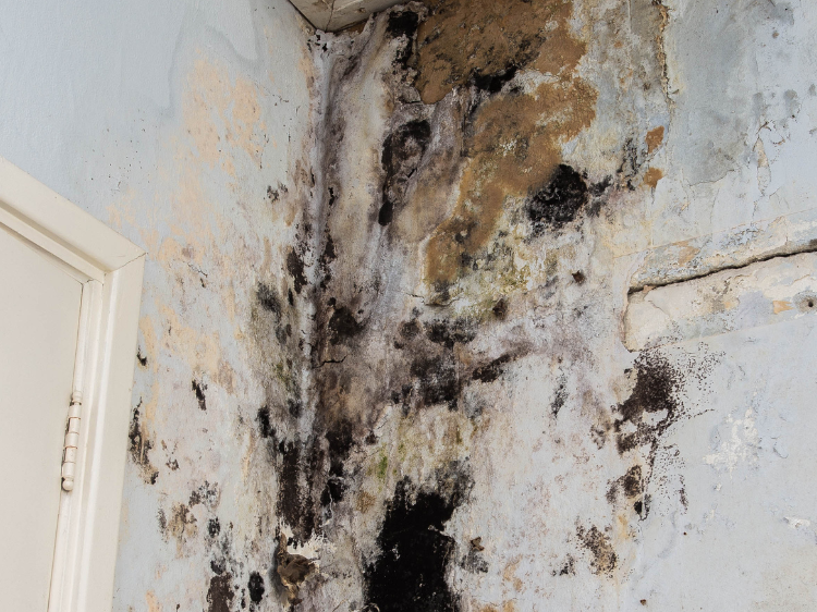 Tampa Bay Mold Testing Tampa Bay Mold Testing