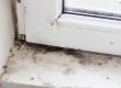 Tampa Bay Mold Testing