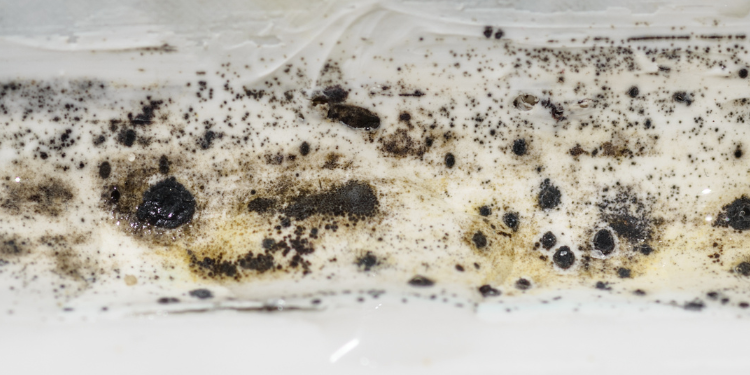 Tampa Bay Mold Testing Tampa Bay Mold Testing