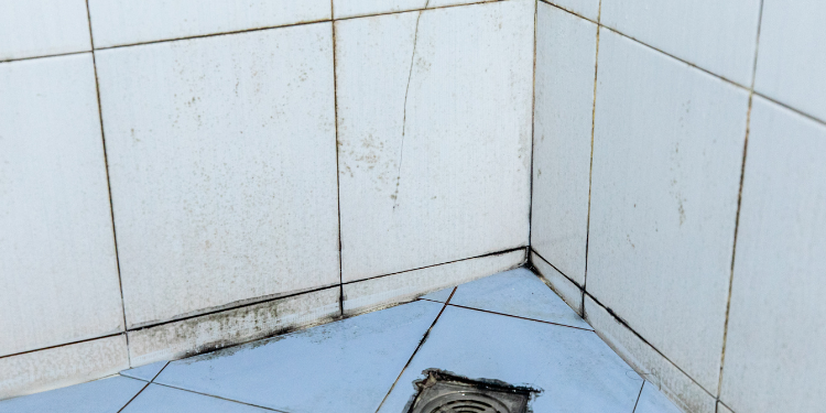 Tampa Bay Mold Testing Tampa Bay Mold Testing