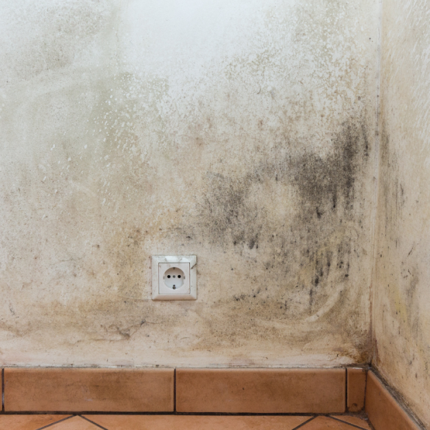 Mold Testing St Petersburg 6 Tampa Bay Mold Testing