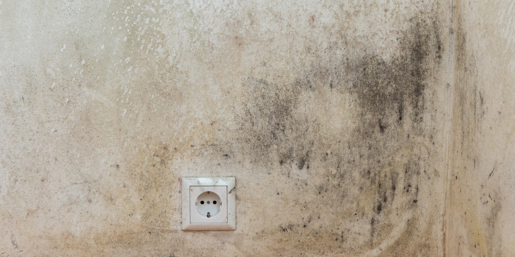 Mold Testing St Petersburg 6 Tampa Bay Mold Testing