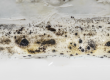 Tampa Bay Mold Testing