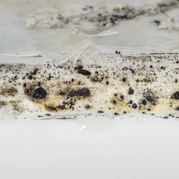 Mold Testing St Petersburg 7 Tampa Bay Mold Testing