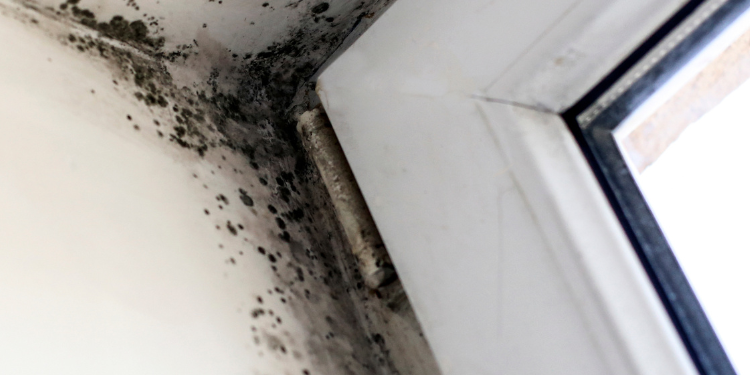 Tampa Bay Mold Testing