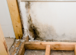 Tampa Bay Mold Testing