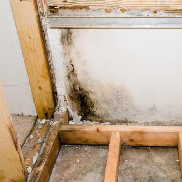 Mold Testing St Petersburg 5 Tampa Bay Mold Testing