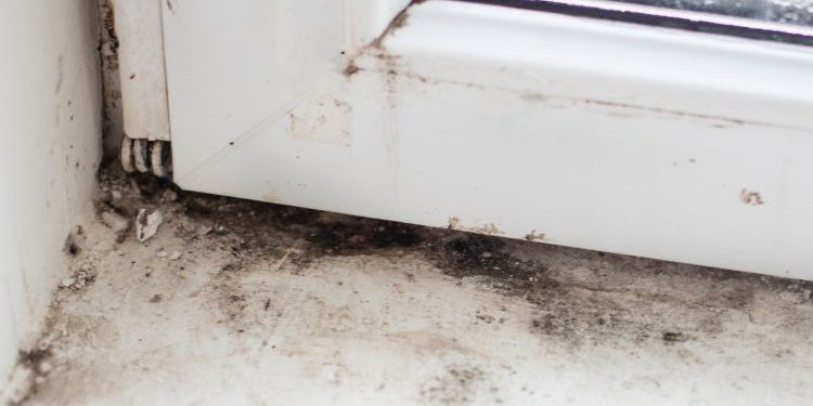 Mold Testing St Petersburg 5 Tampa Bay Mold Testing