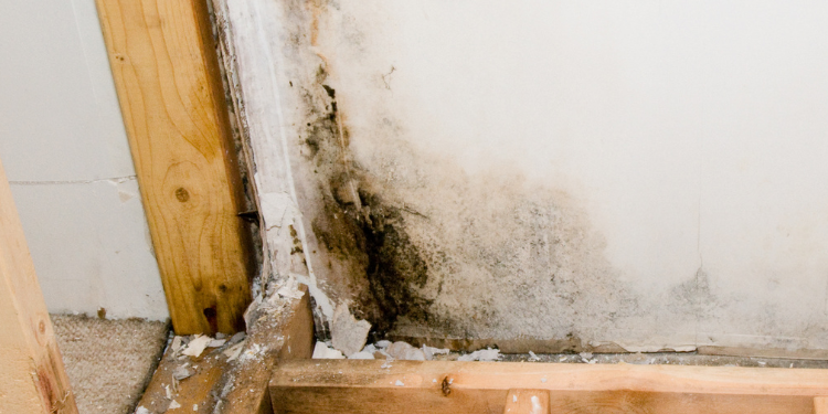 Mold Testing St Petersburg 5 Tampa Bay Mold Testing