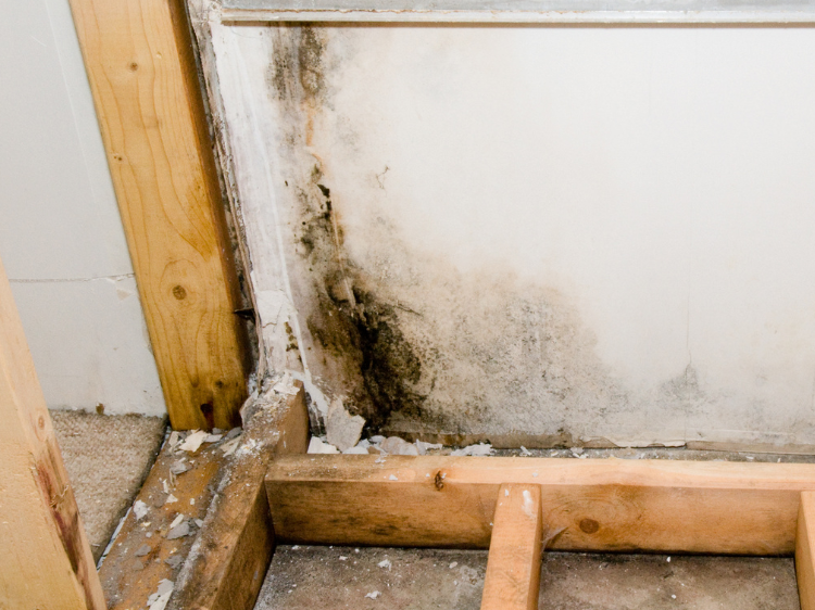 Mold Testing St Petersburg 5 Tampa Bay Mold Testing
