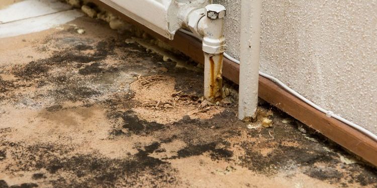 Tampa Bay Mold Testing