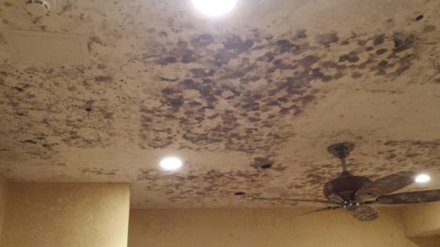 Tampa Bay Mold Testing