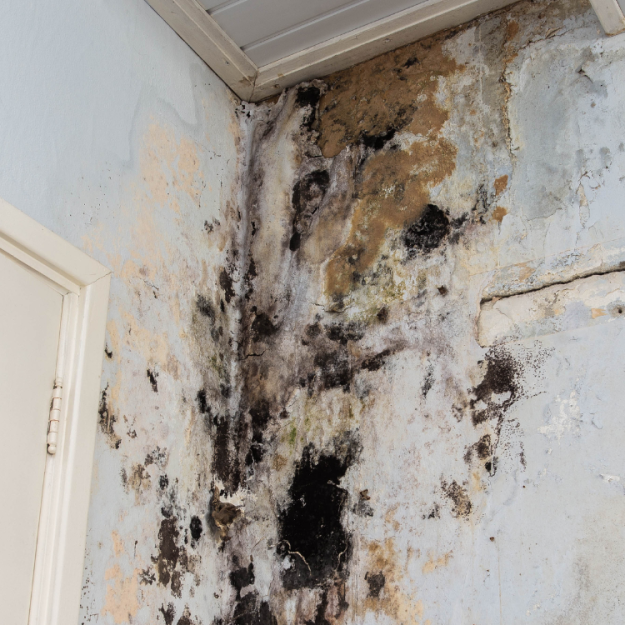 Tampa Bay Mold Testing