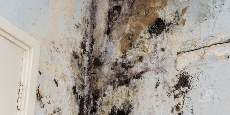 Tampa Bay Mold Testing