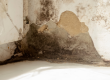 Tampa Bay Mold Testing