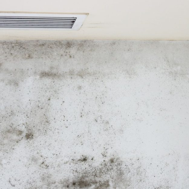 Tampa Bay Mold Testing