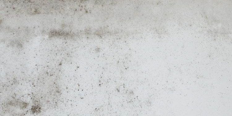 Tampa Bay Mold Testing