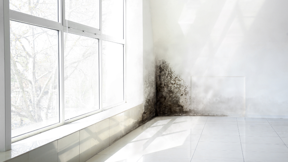 Coastal mold testing for homes in Clearwater, Pinellas County, FL