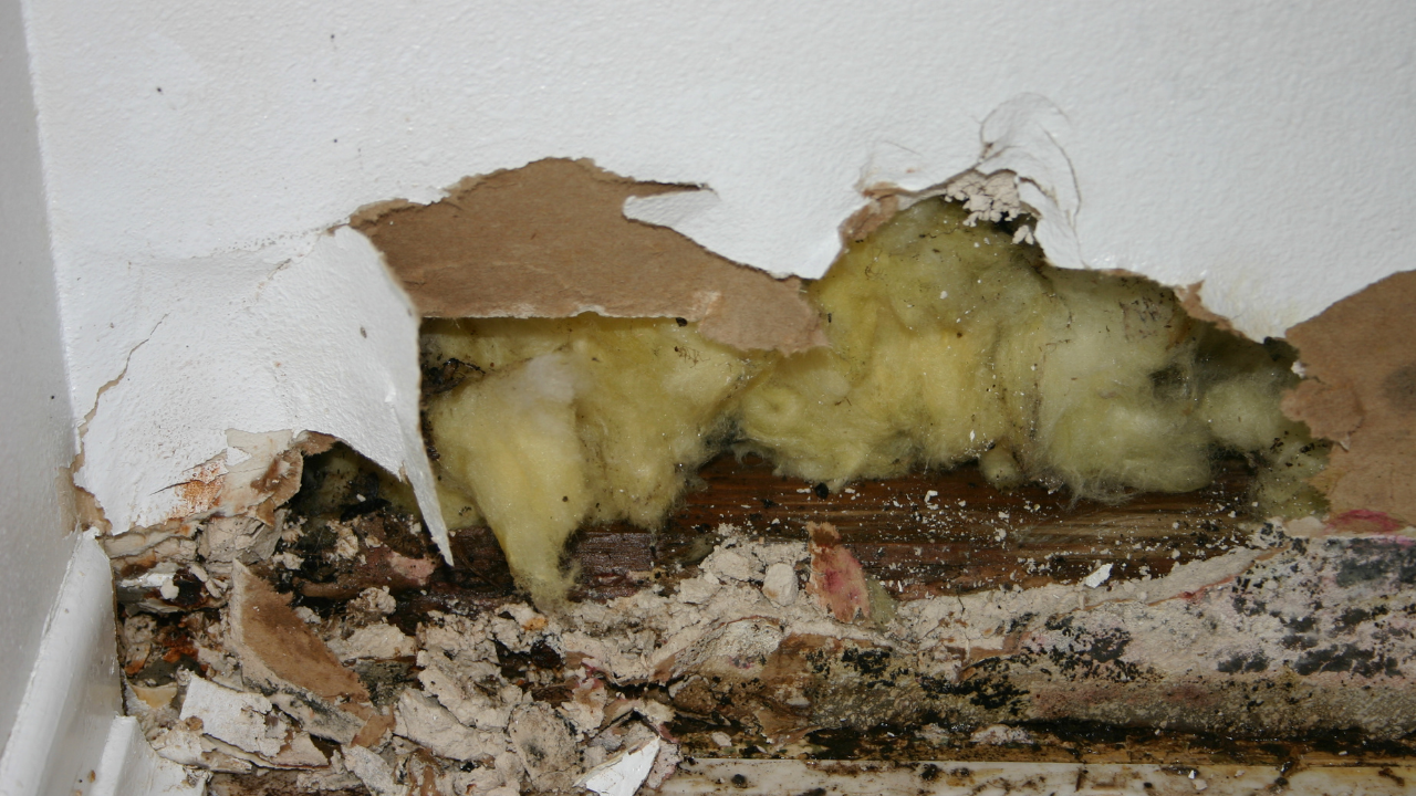 FL Licensed Mold Assessor performing mold testing in Hillsborough County, FL home