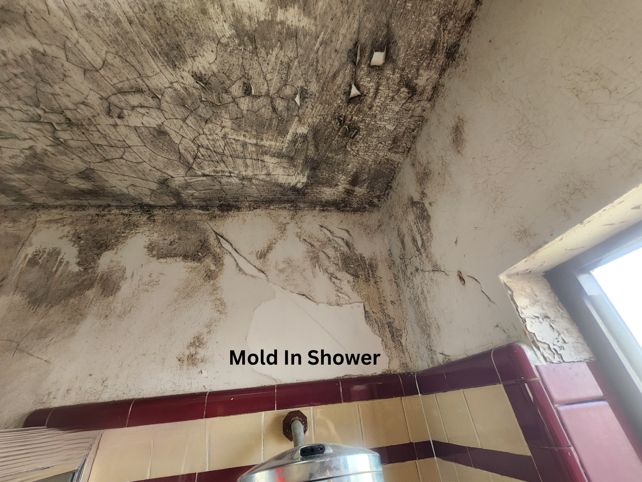Close-up of mold growth on an interior surface during a professional inspection