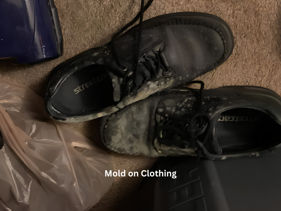 Detailed view of mold spreading across a damp wall surface in a property