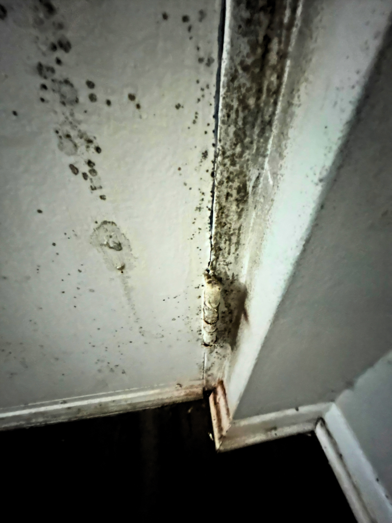 Visible mold damage on a rental